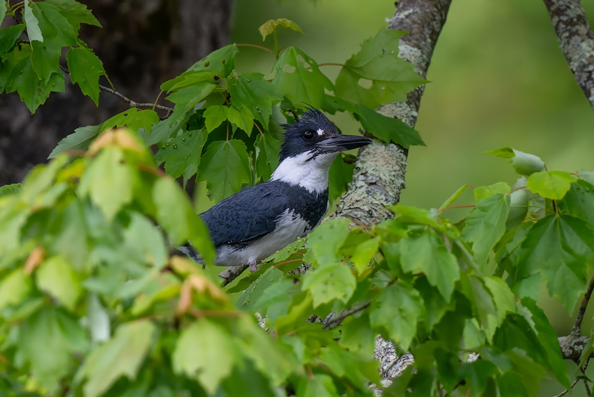 Belted Kingfisher - Mitchell Goldfarb