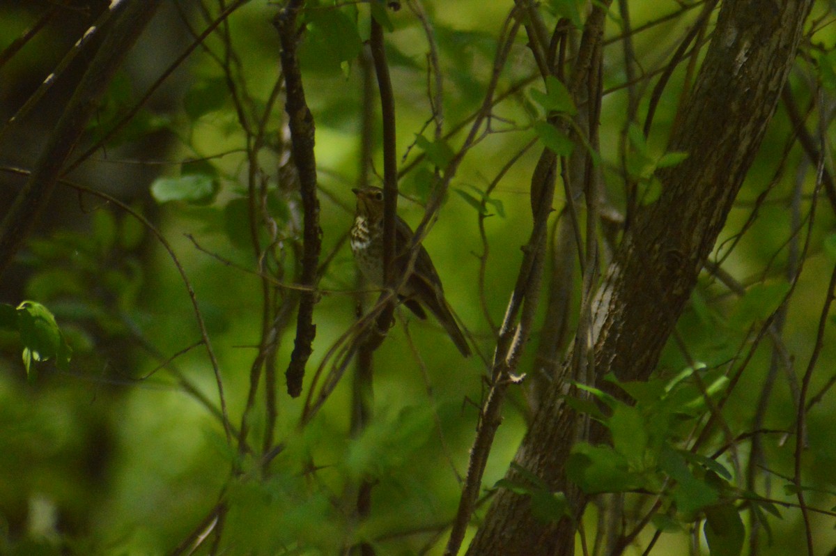 Swainson's Thrush - John Mitchell