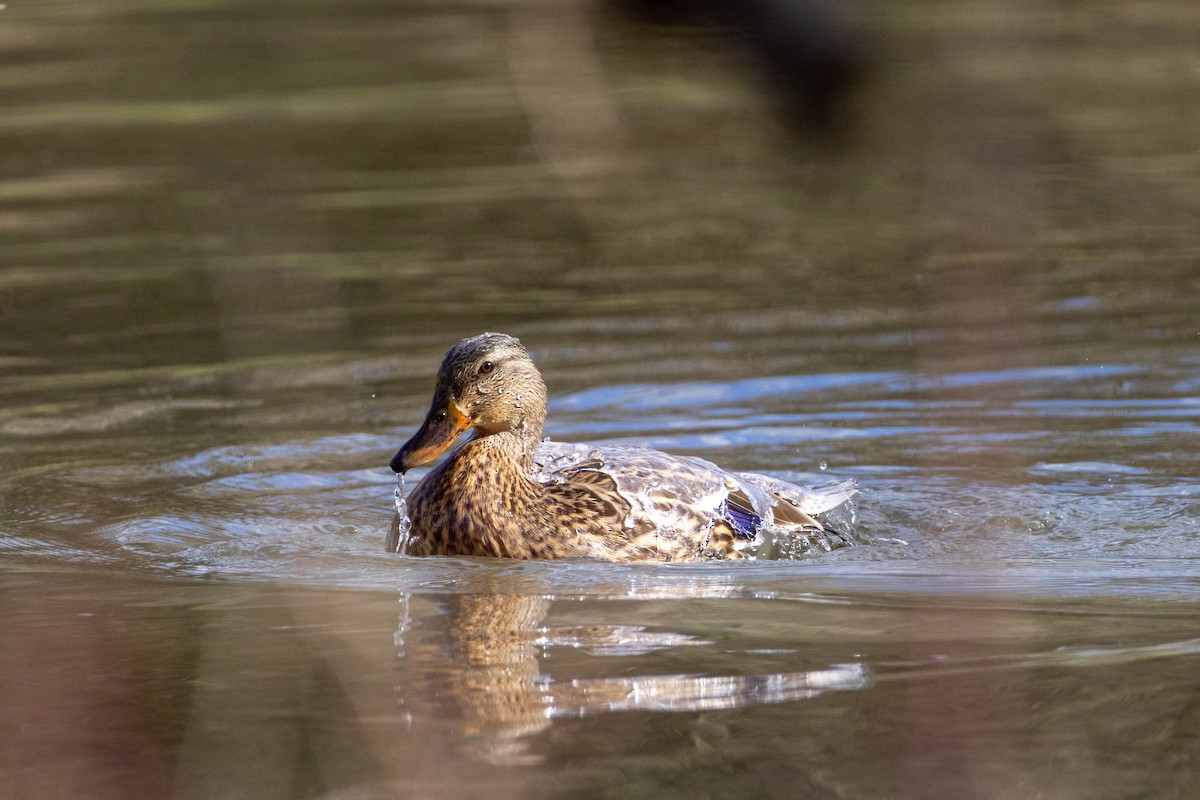 Canard colvert - ML619210680