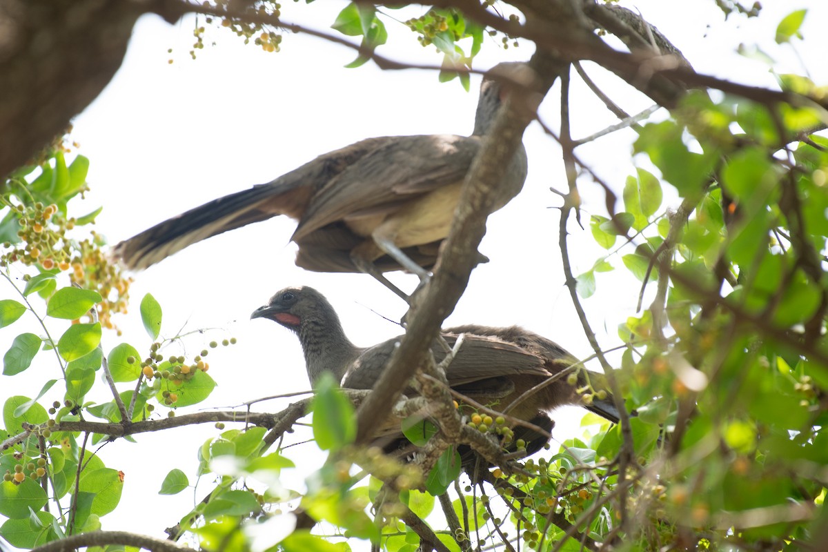 Plain Chachalaca - Niels Geelen