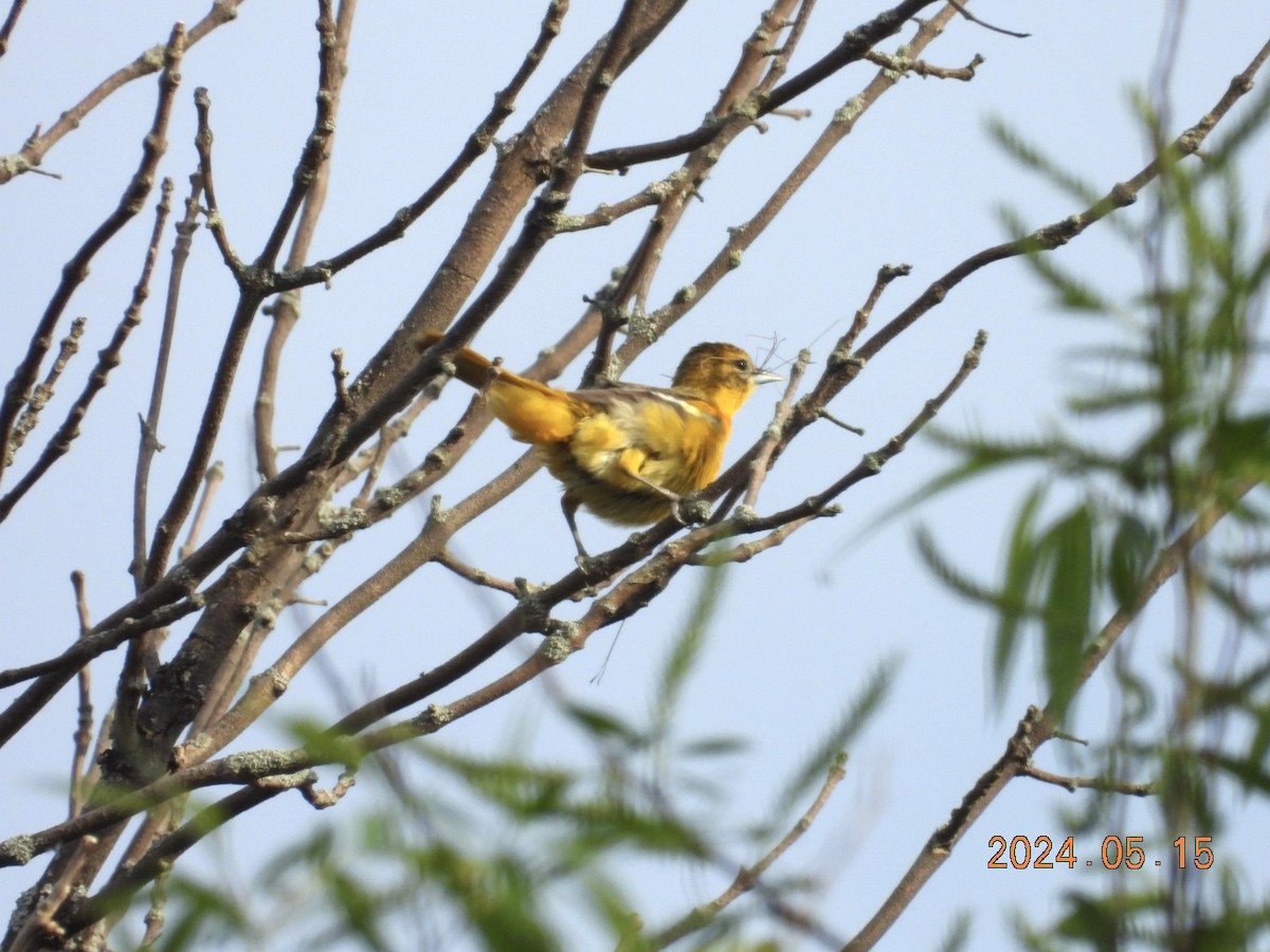 Baltimore Oriole - Lyne Pelletier