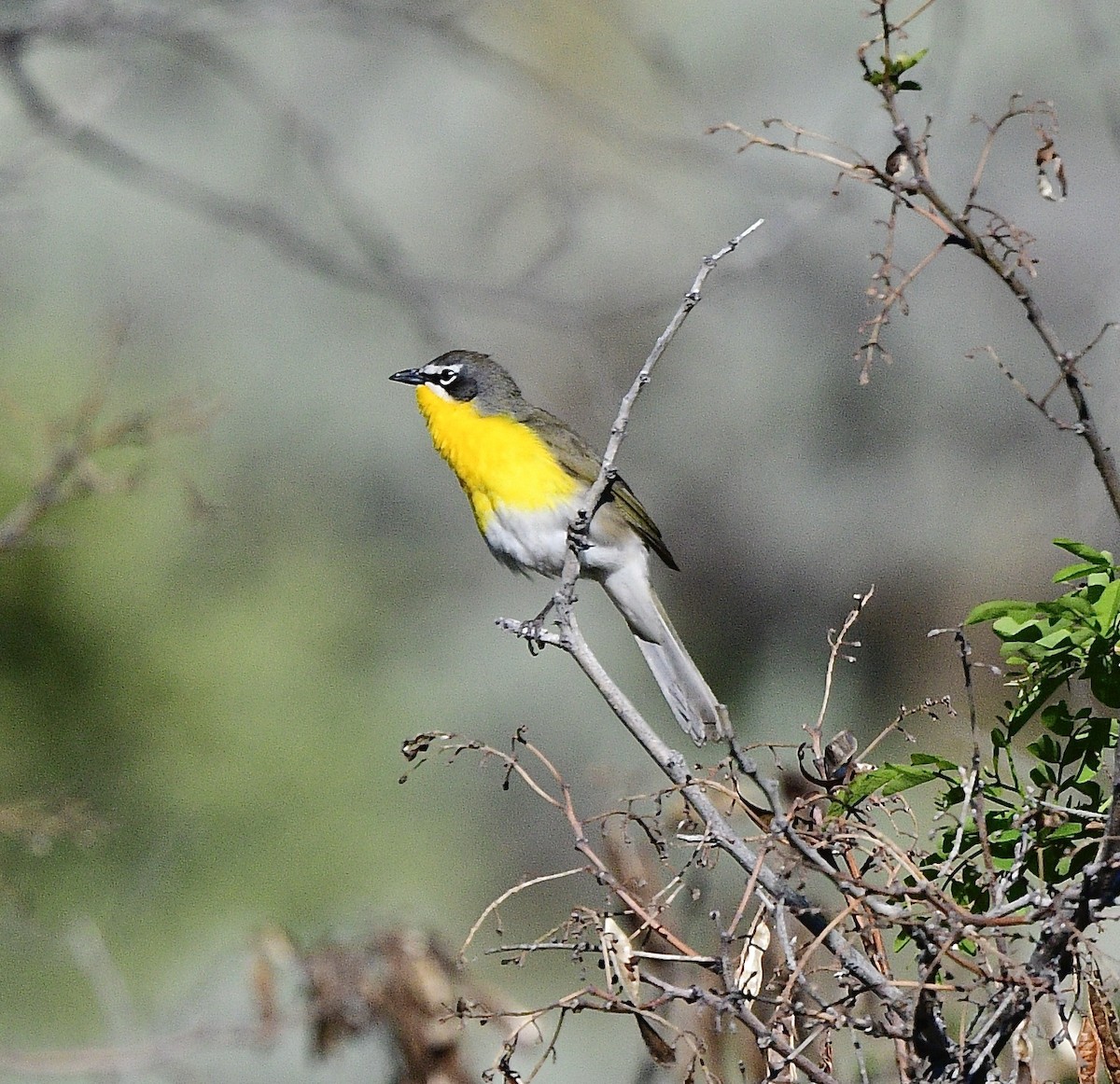 Yellow-breasted Chat - Norman Eshoo