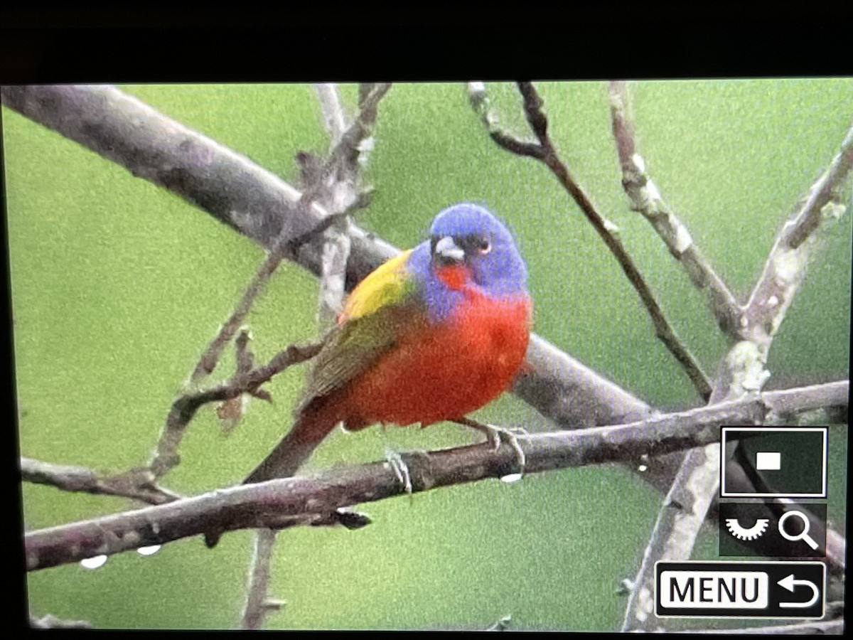 Painted Bunting - Kirk Swenson