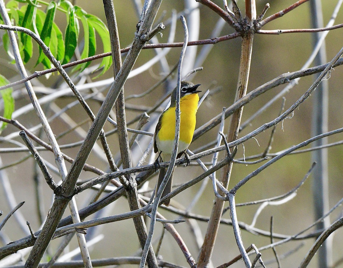 Yellow-breasted Chat - Norman Eshoo