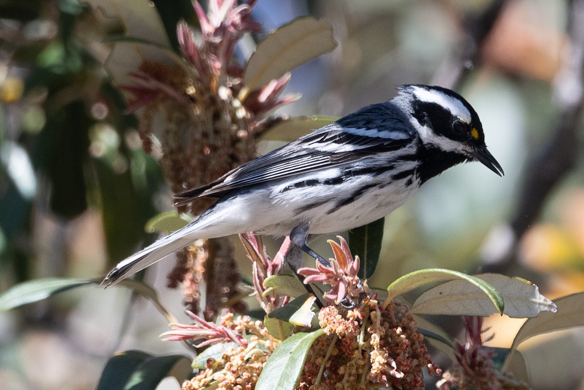 Black-throated Gray Warbler - ML619210705