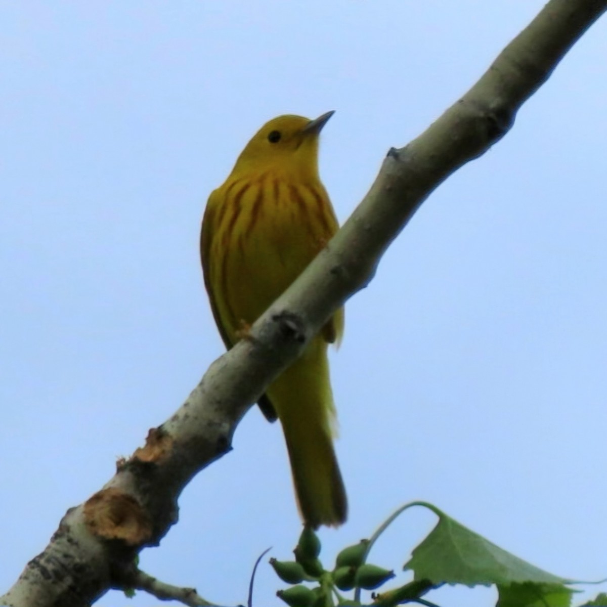 Yellow Warbler - Cathleen Burns