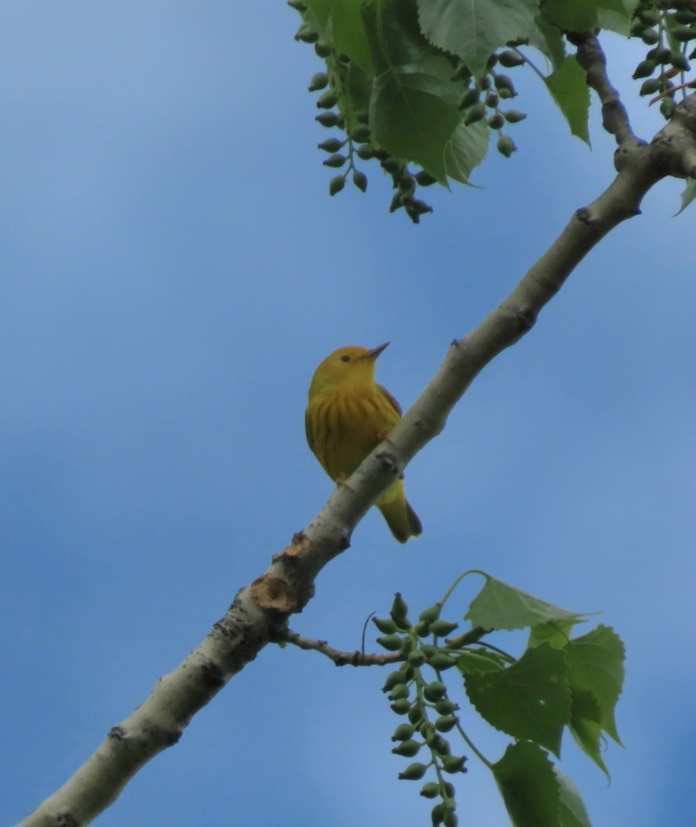 Yellow Warbler - Cathleen Burns