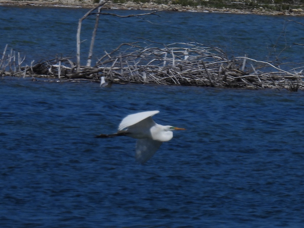 Great Egret - ML619210721