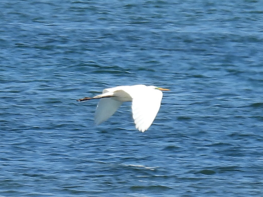 Great Egret - Melody Walsh