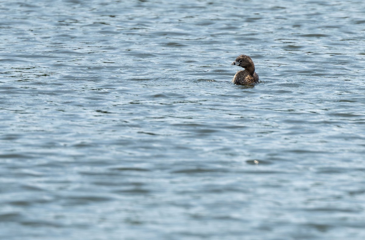 Pied-billed Grebe - Henry Chiu