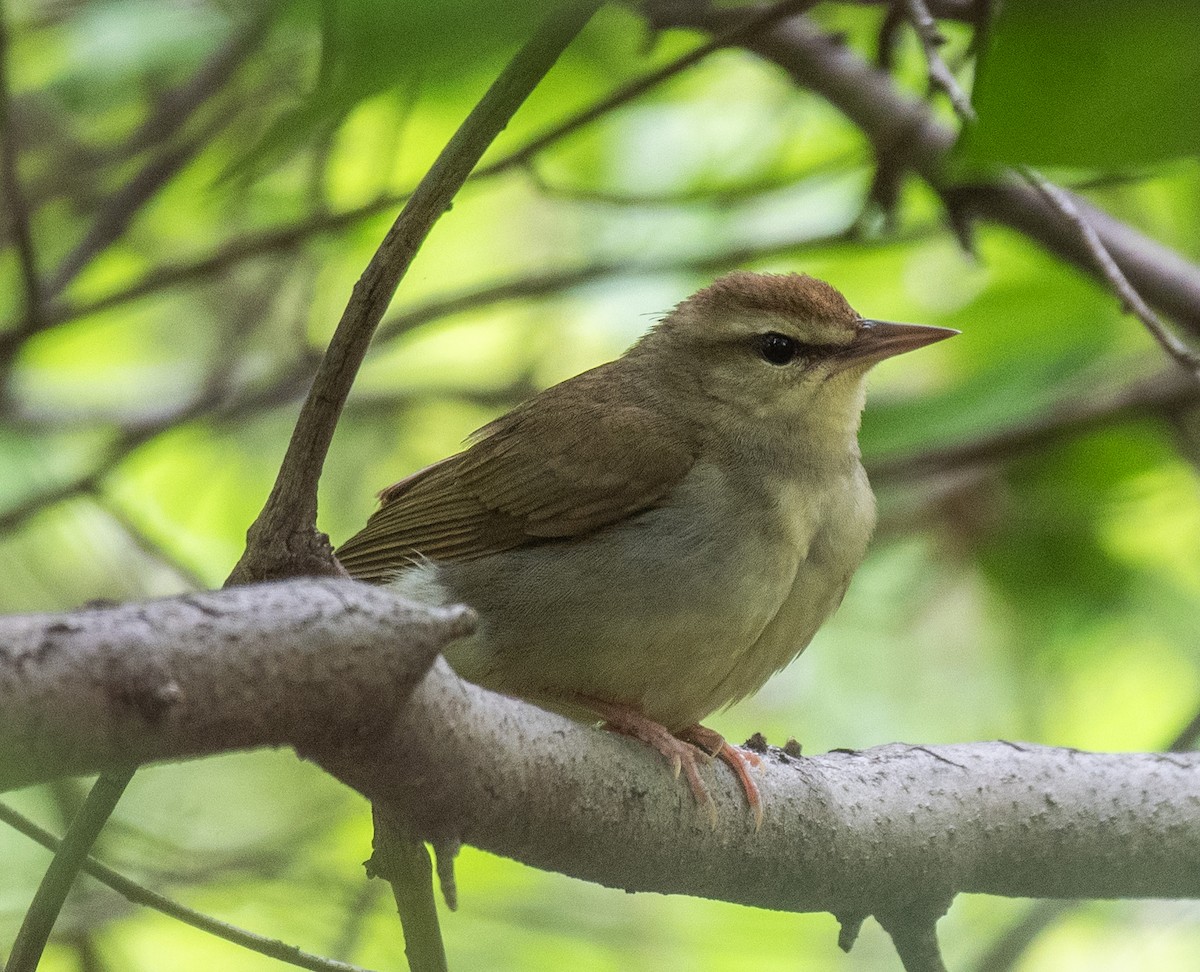 Swainson's Warbler - Dave DeSarno