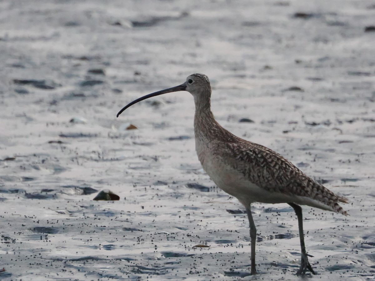 Long-billed Curlew - ML619210767