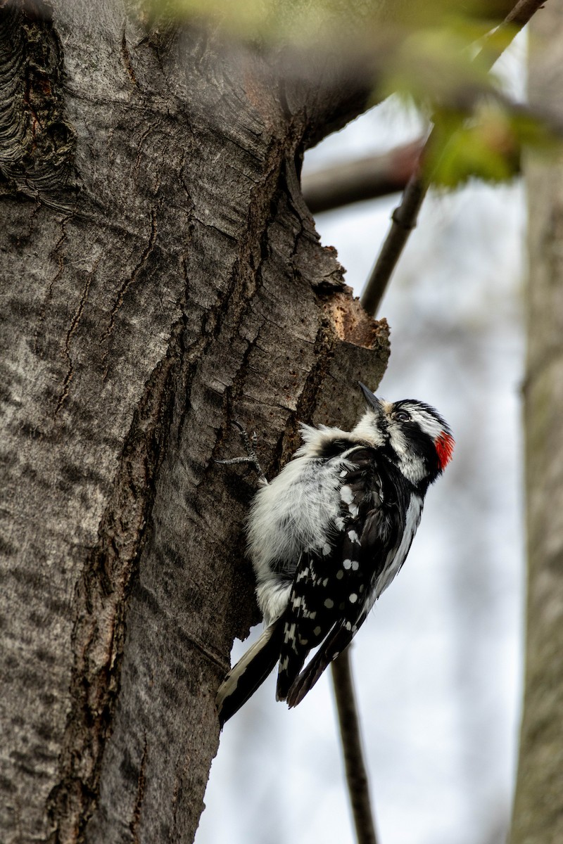 Downy Woodpecker - Yifei Ma