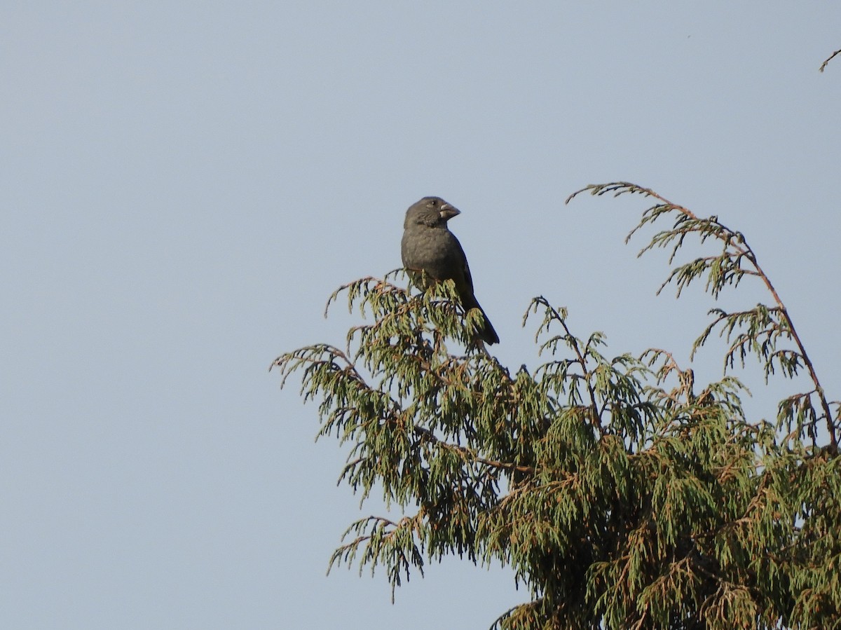 White-winged Grosbeak - Maureen Blackford