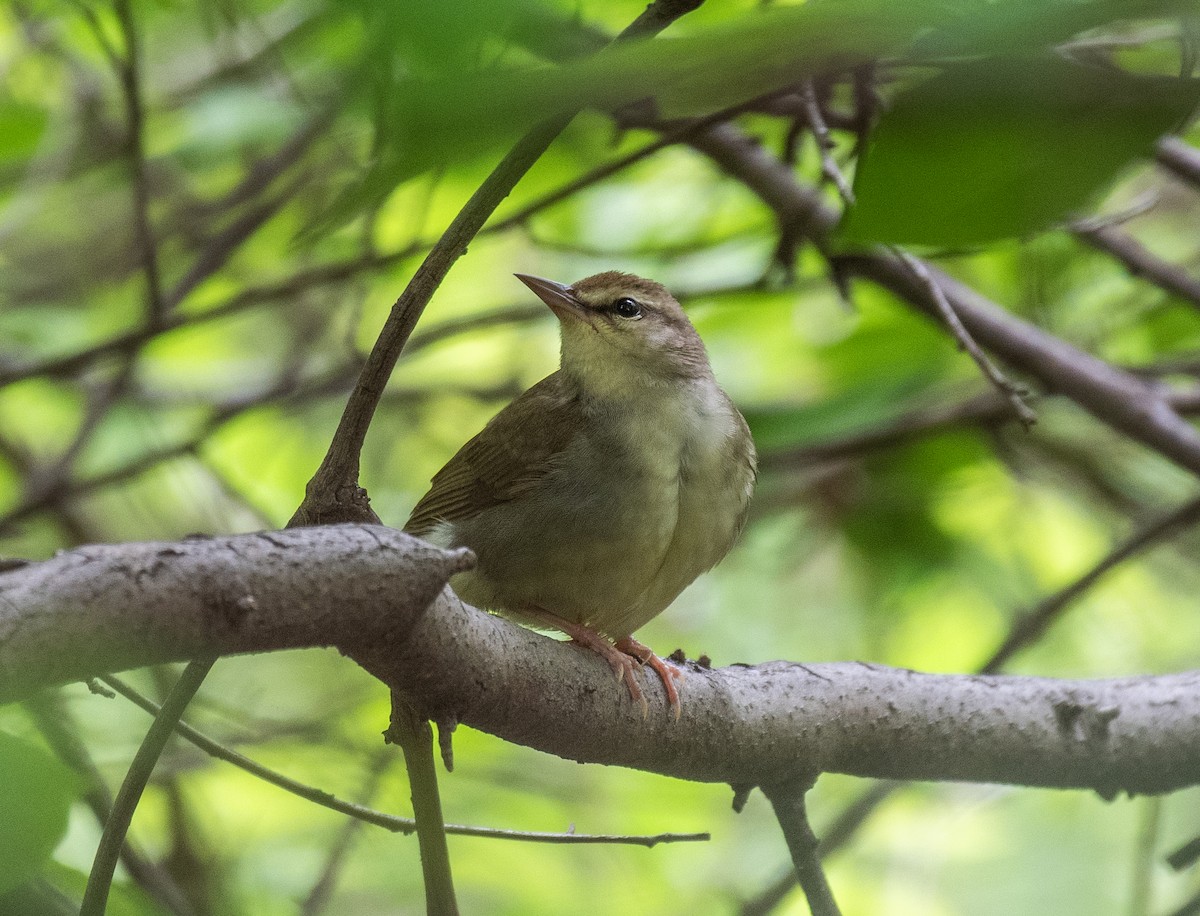 Swainson's Warbler - Dave DeSarno