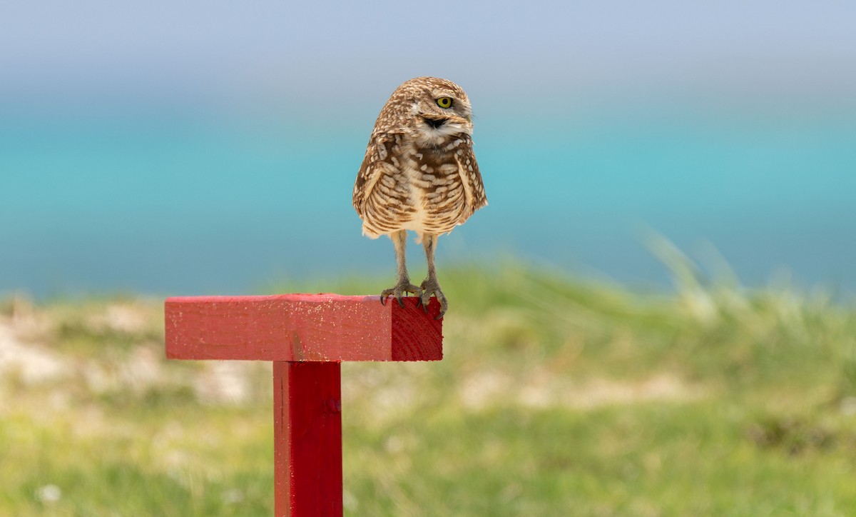 Burrowing Owl - Henry Chiu