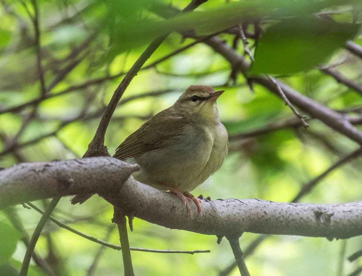 Swainson's Warbler - Dave DeSarno