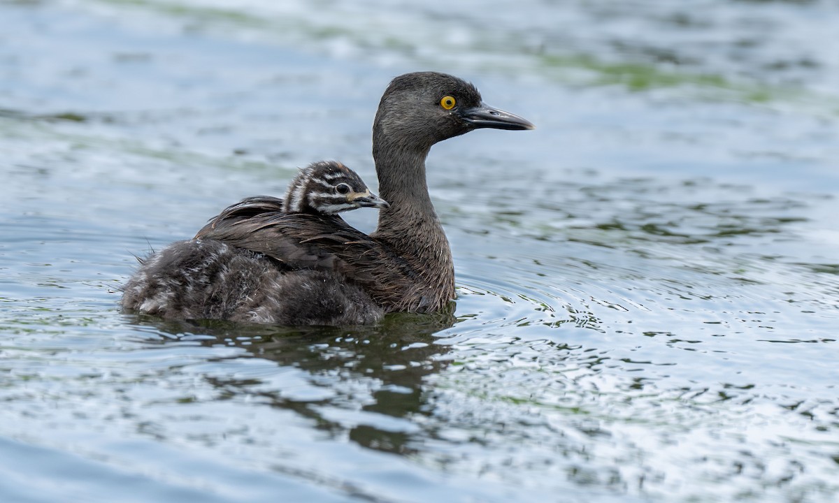 Least Grebe - Henry Chiu