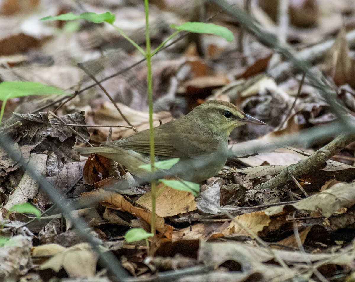 Swainson's Warbler - Dave DeSarno