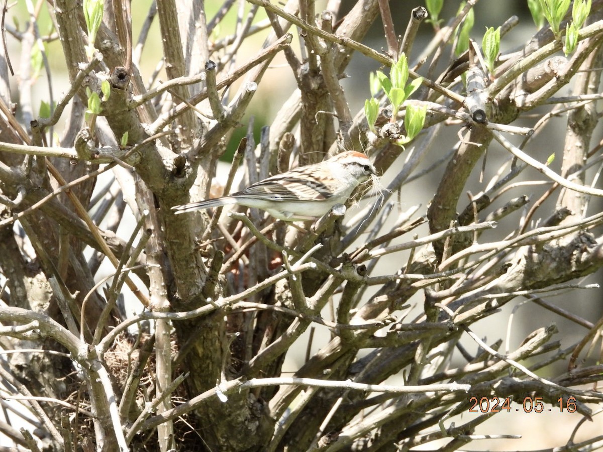 Chipping Sparrow - Lyne Pelletier