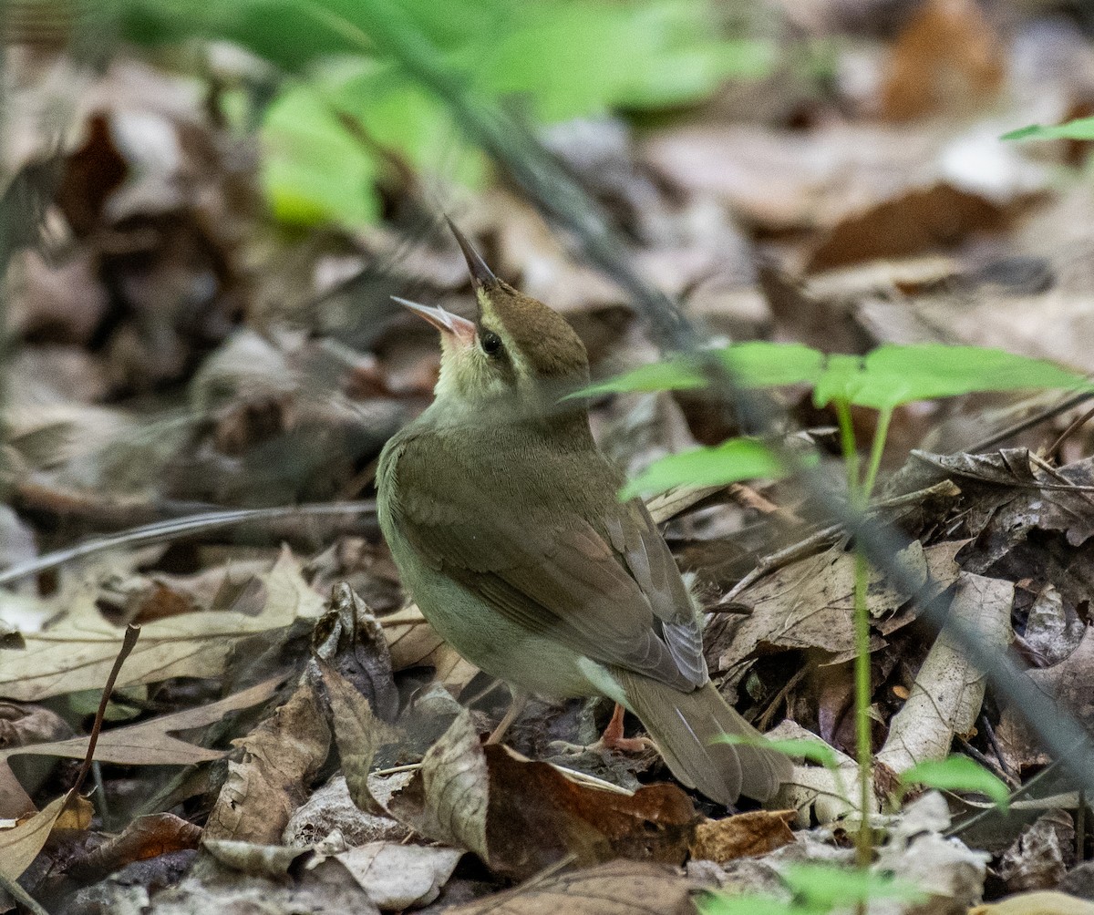 Swainson's Warbler - Dave DeSarno