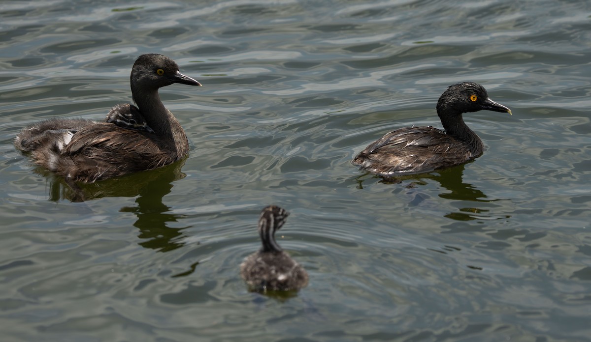 Least Grebe - Henry Chiu