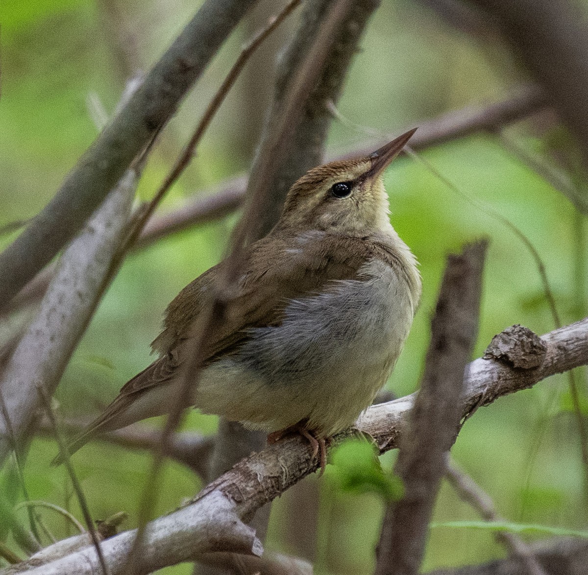 Swainson's Warbler - Dave DeSarno