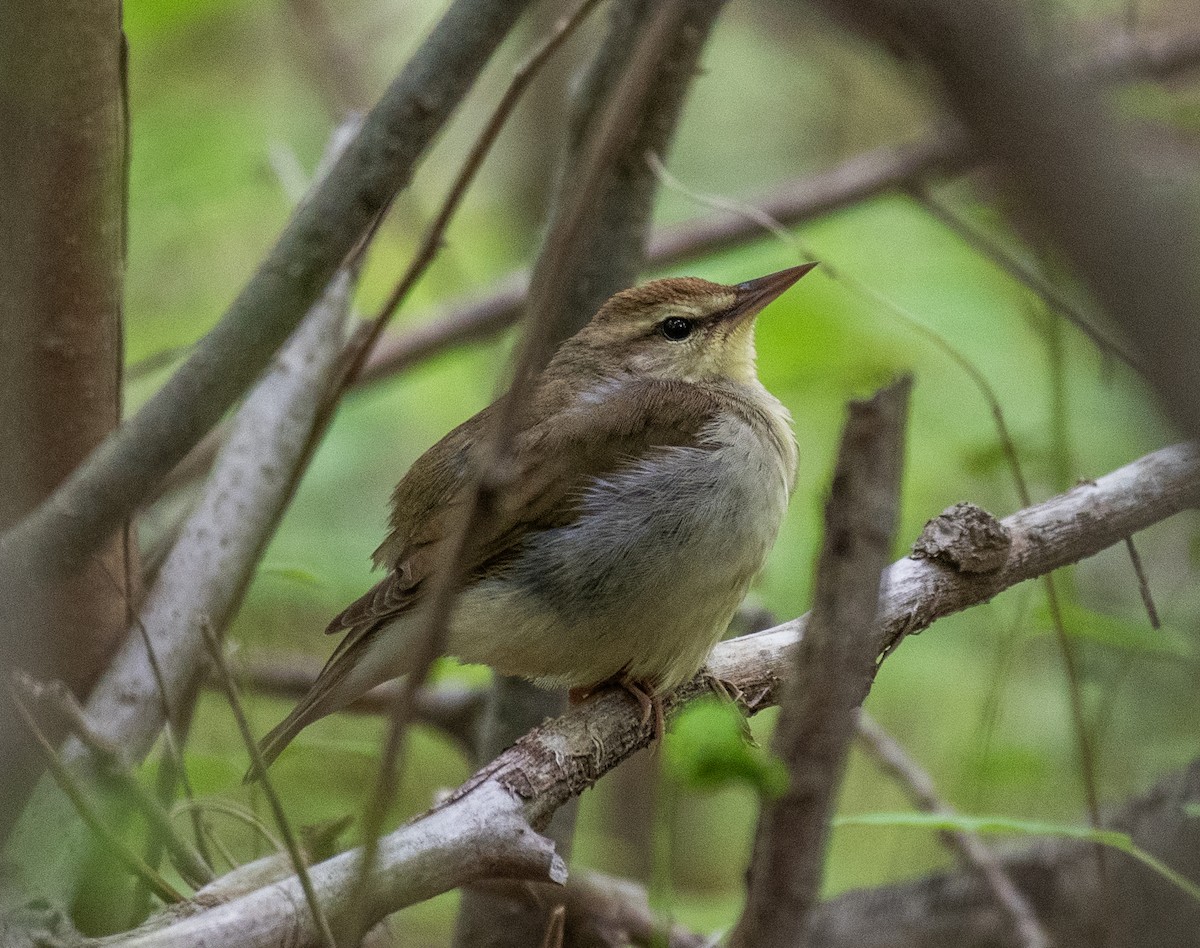 Swainson's Warbler - Dave DeSarno