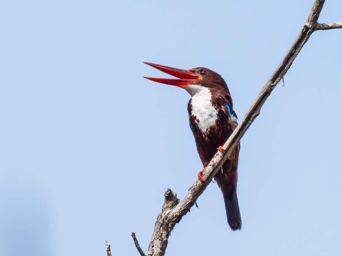 White-throated Kingfisher - Michael Sanders