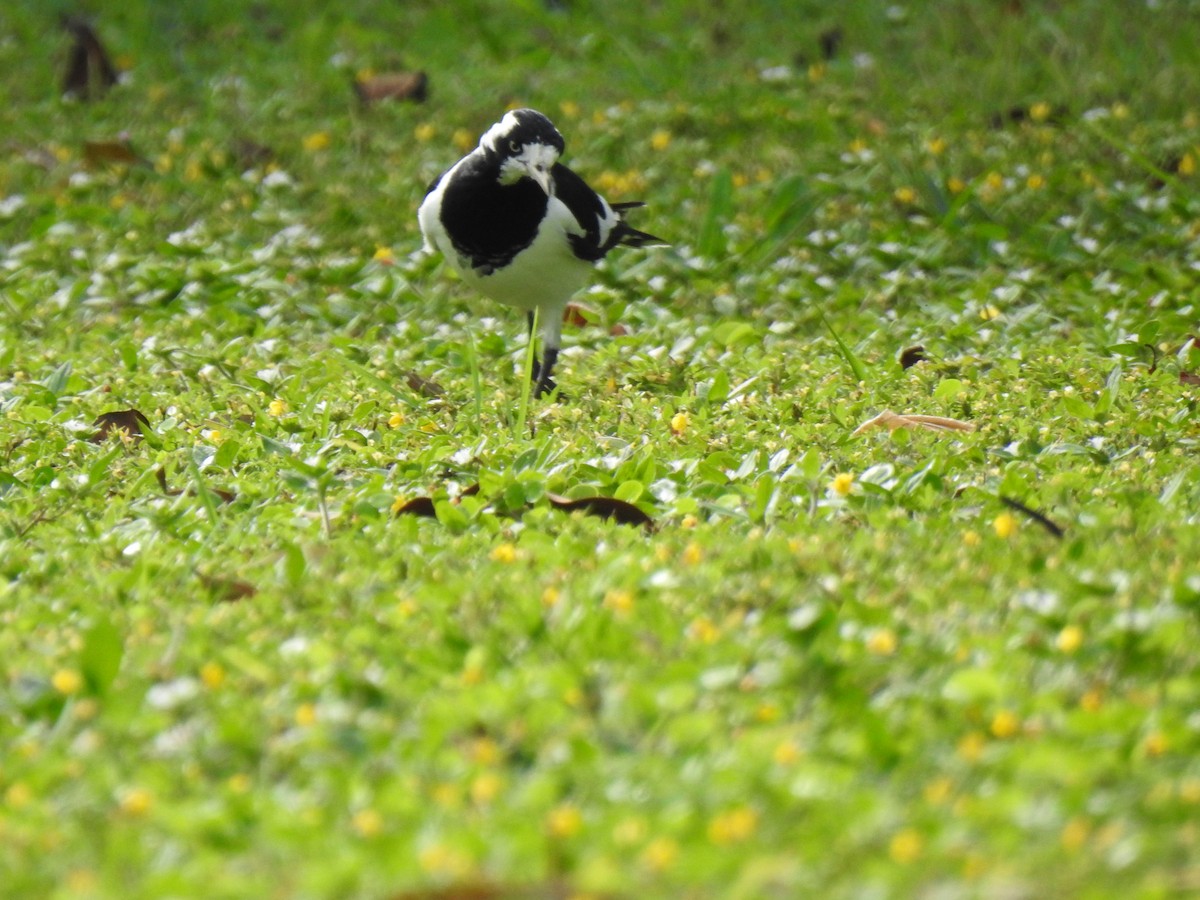 Magpie-lark - Monica Mesch