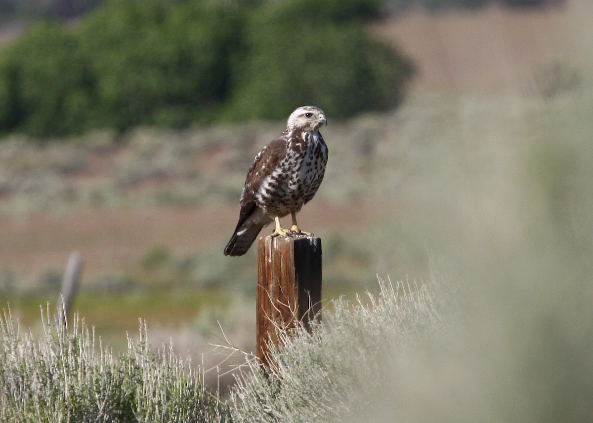 Swainson's Hawk - ML619210833