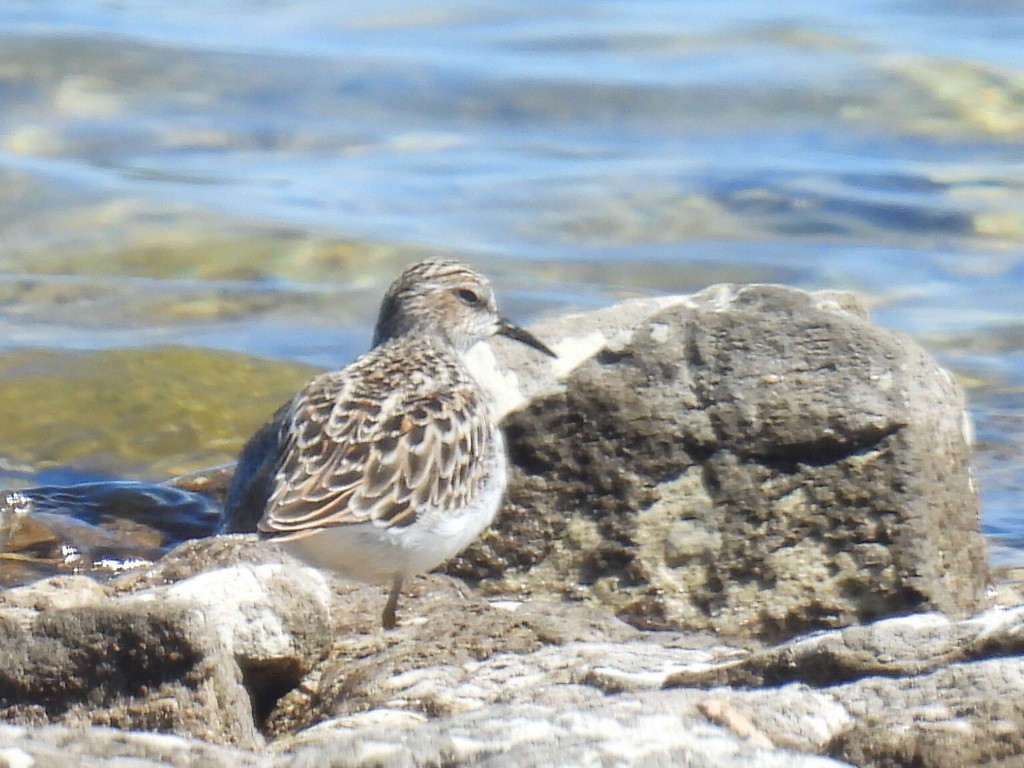 Least Sandpiper - Melody Walsh