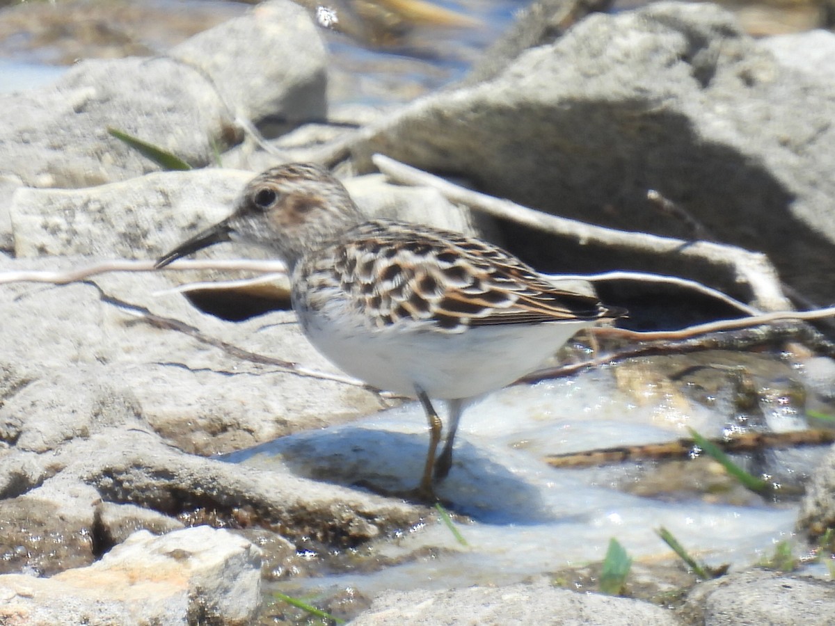 Least Sandpiper - Melody Walsh