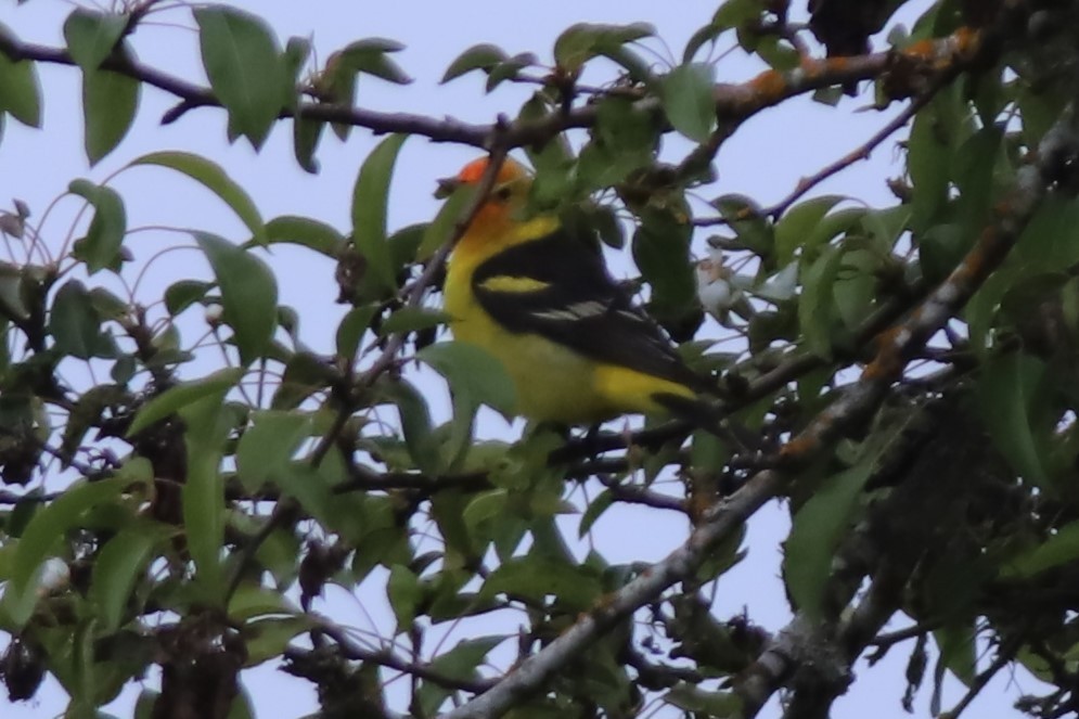 Western Tanager - Grace Thornton