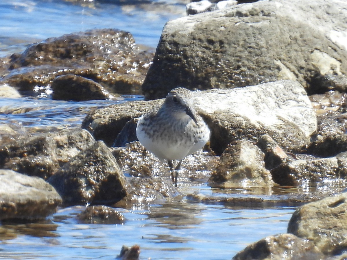 Least Sandpiper - Melody Walsh