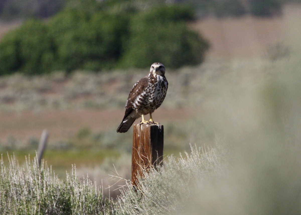 Swainson's Hawk - ML619210845