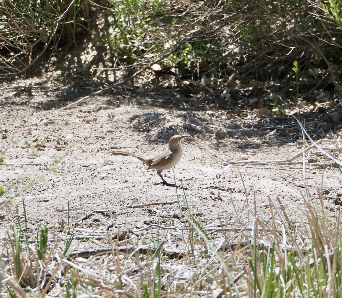 Crissal Thrasher - ML619210852