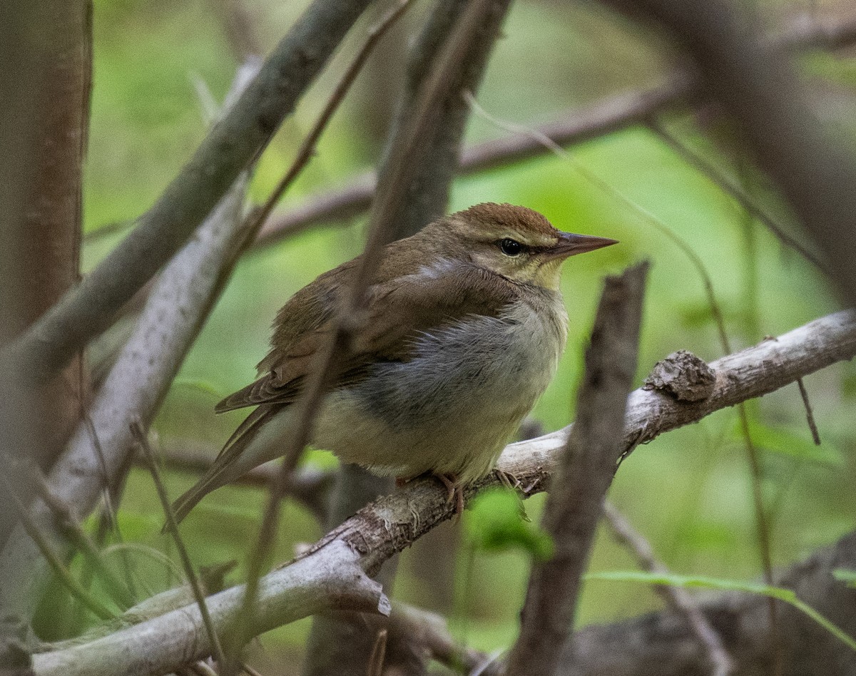 Swainson's Warbler - Dave DeSarno