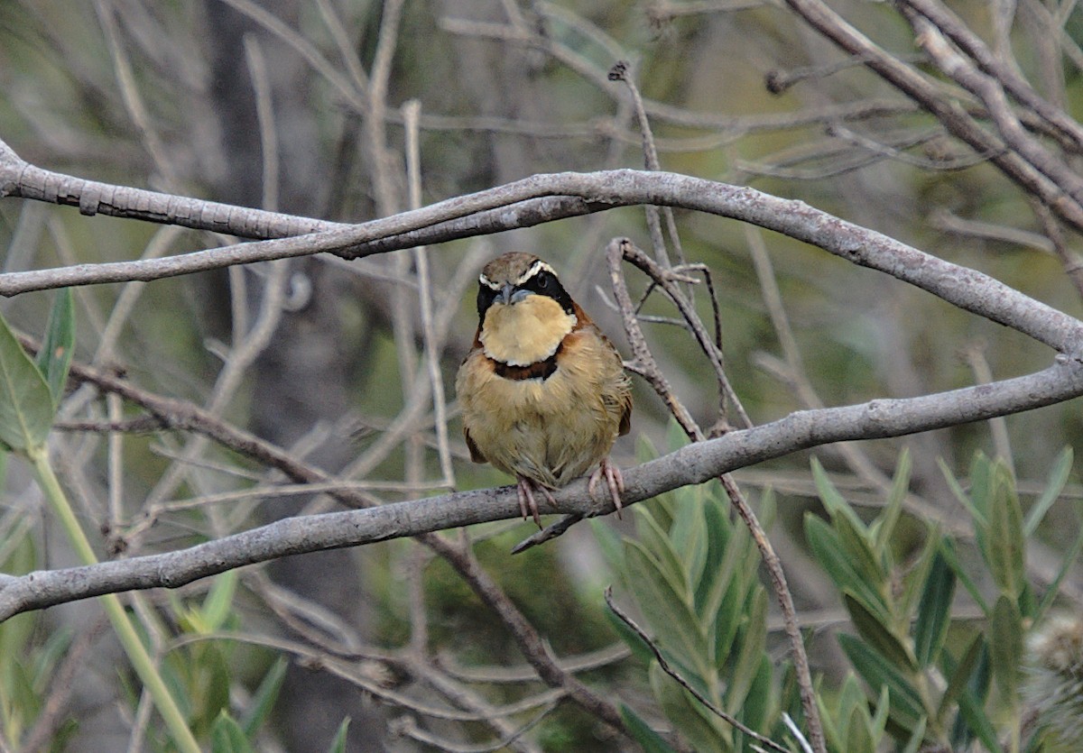 Rotnacken-Bandvogel (torquata/rufescens) - ML619210856