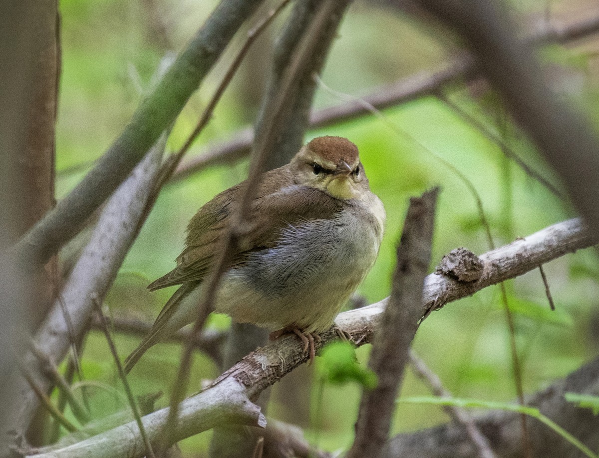 Swainson's Warbler - Dave DeSarno