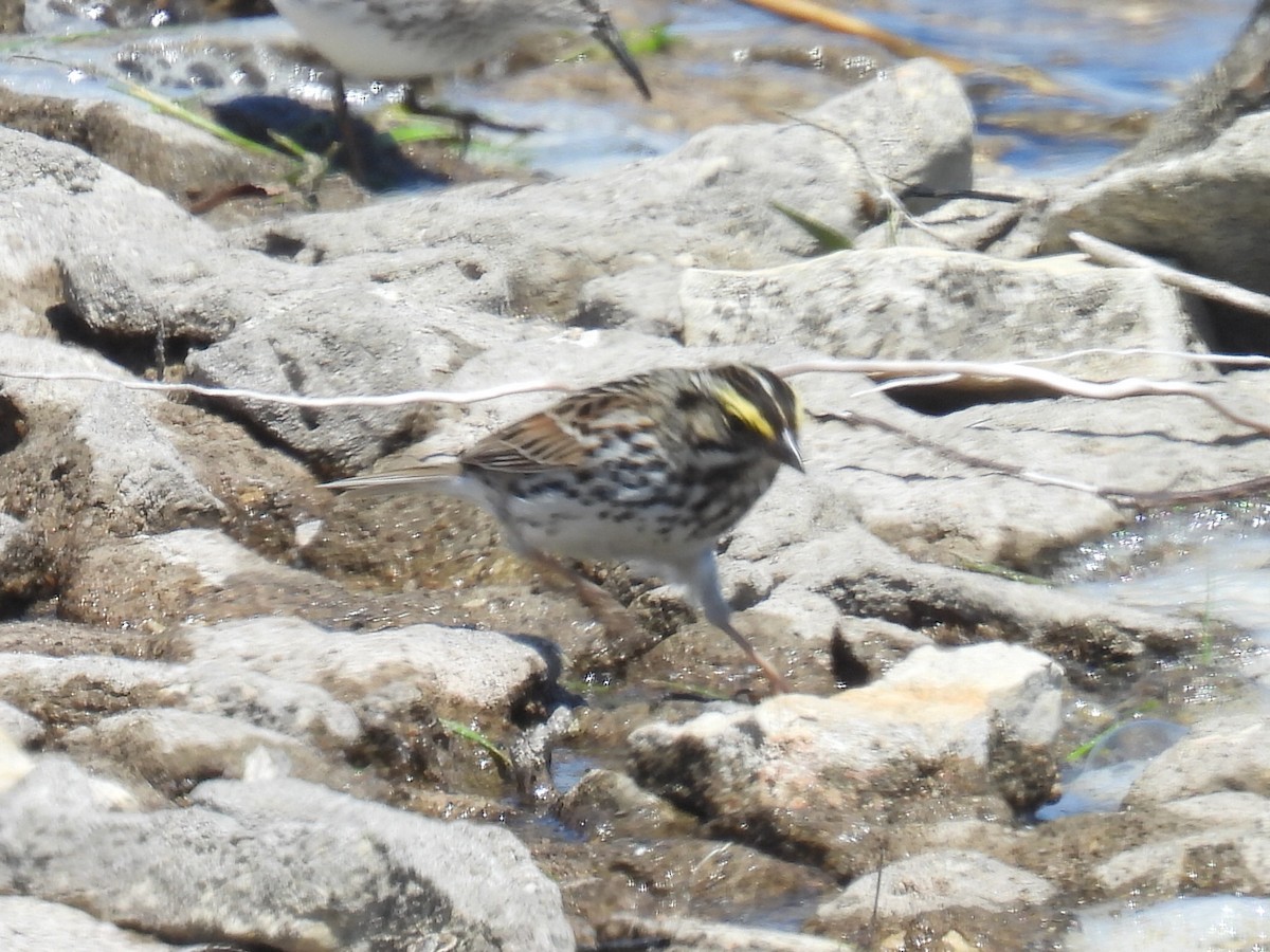 Savannah Sparrow - Melody Walsh