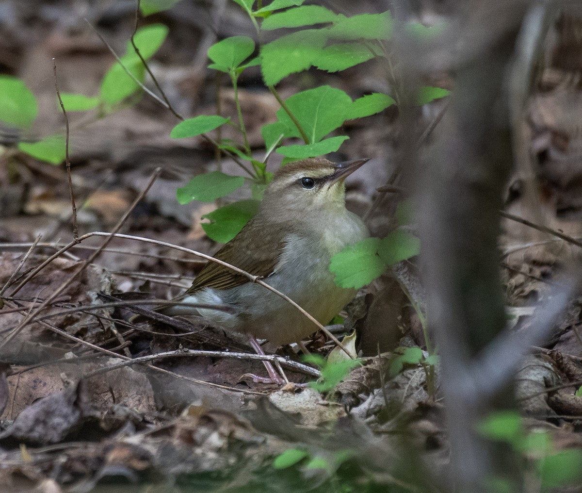 Swainson's Warbler - Dave DeSarno