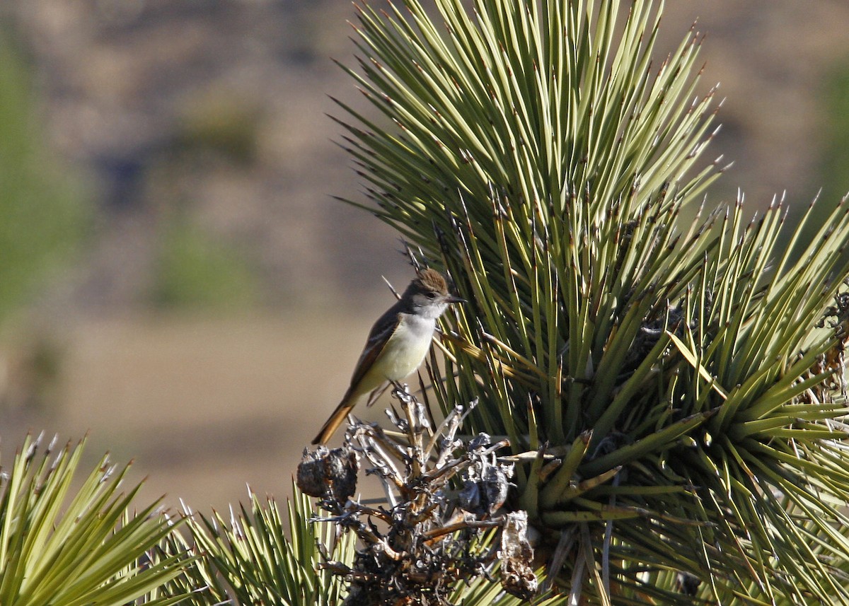 Brown-crested Flycatcher - William Clark