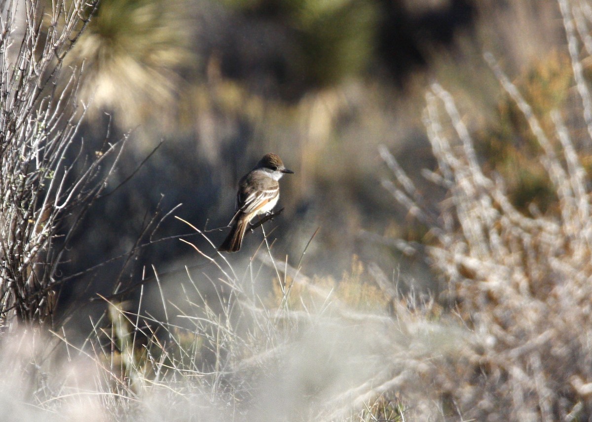 Brown-crested Flycatcher - ML619210868