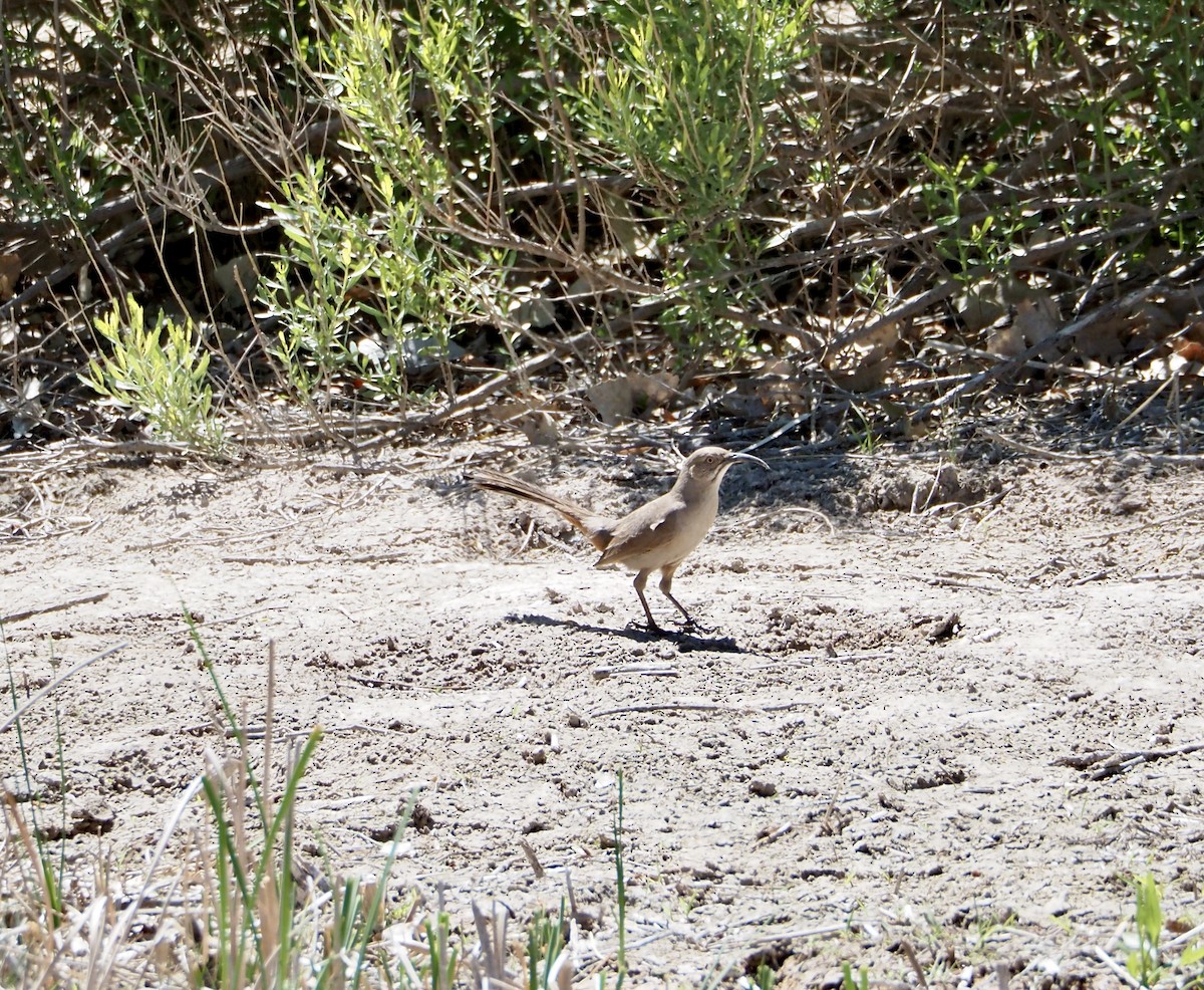 Crissal Thrasher - ML619210873