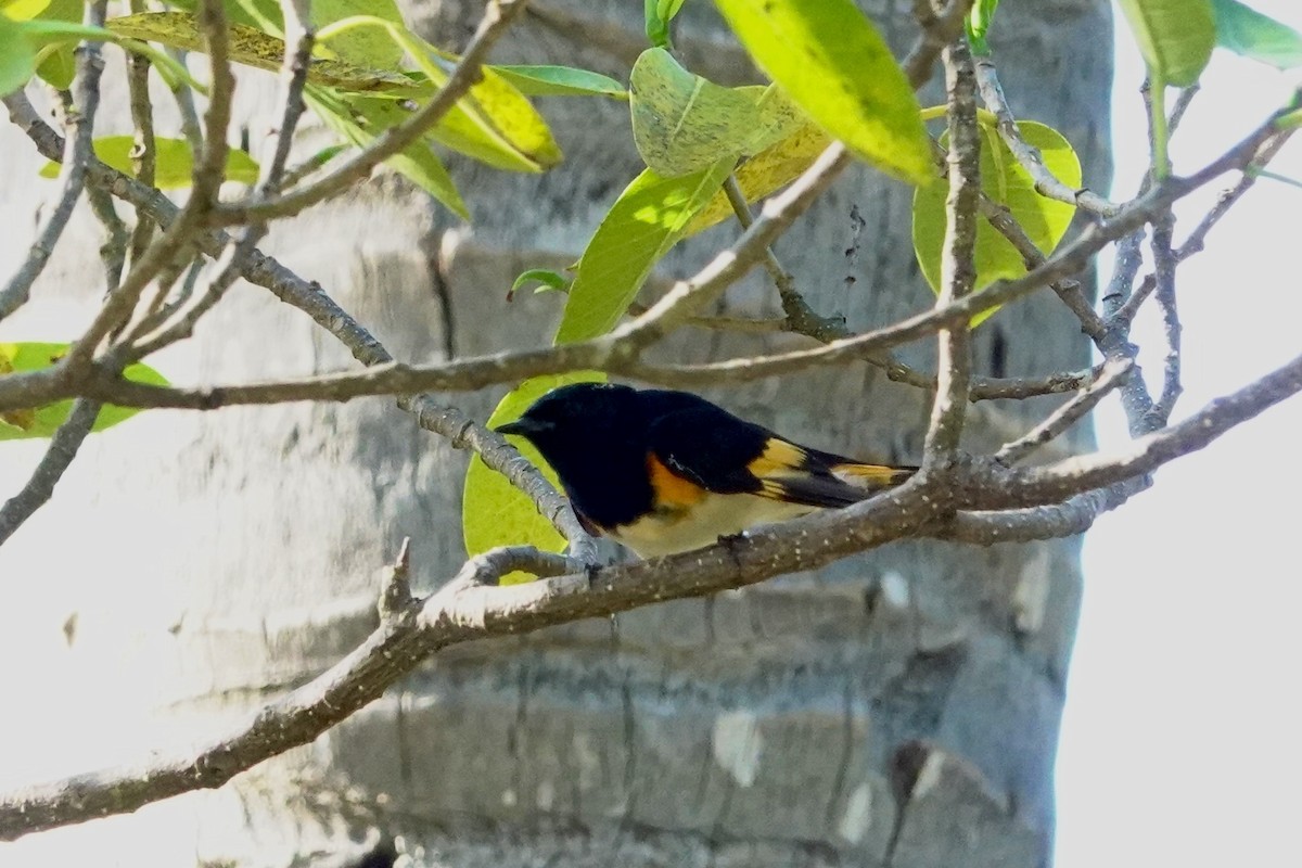 American Redstart - Kenna Sue Trickey