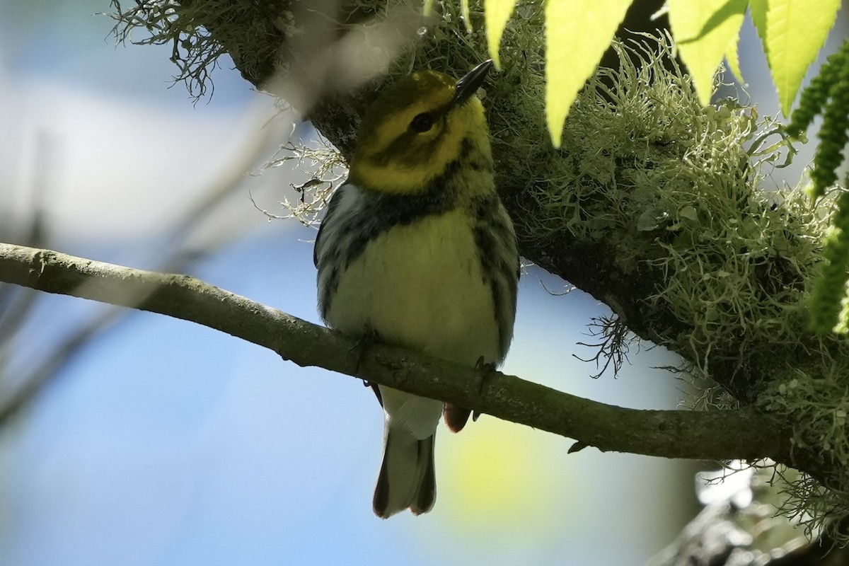 Black-throated Green Warbler - Tom Cassaro