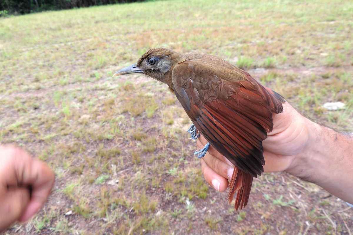 Plain-brown Woodcreeper - Licinio Garrido Hoyos