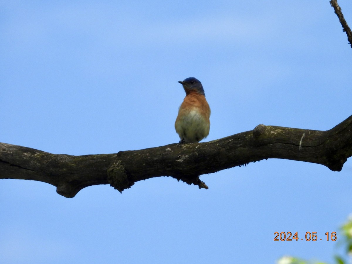 Eastern Bluebird - Lyne Pelletier