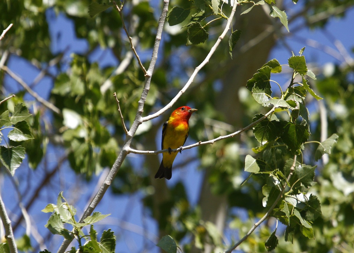 Western Tanager - William Clark